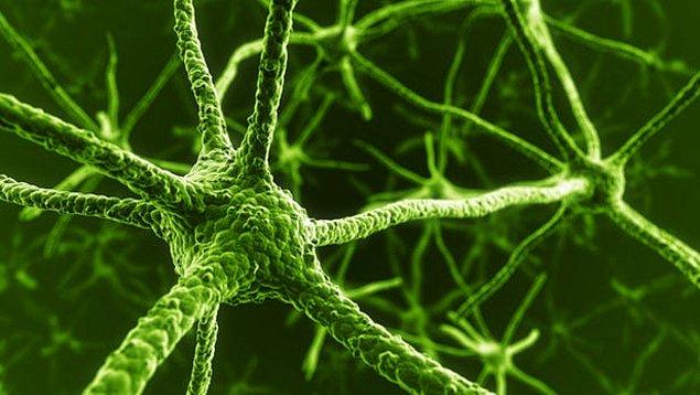 Yapılan çalışmaya göre, 1 mililitre kandan ortalama 50.000 nöron üretmenin mümkün olacağı kanıtlandı.