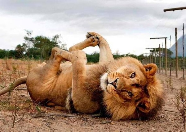 14. Когда просишь маму, чтобы она почесала животик, а тебе 27