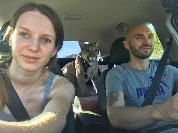 21. Пара убеждена, что Месси не выживет вместе с другими животными, поскольку он никогда не жил один в дикой природе.