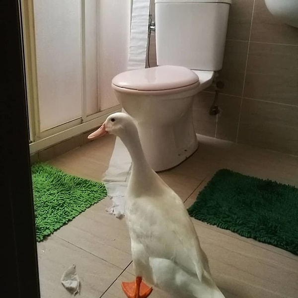 11. Бибит обожает воду (что неудивительно) и частенько проникает в ванную, чтобы поплескаться вдоволь.