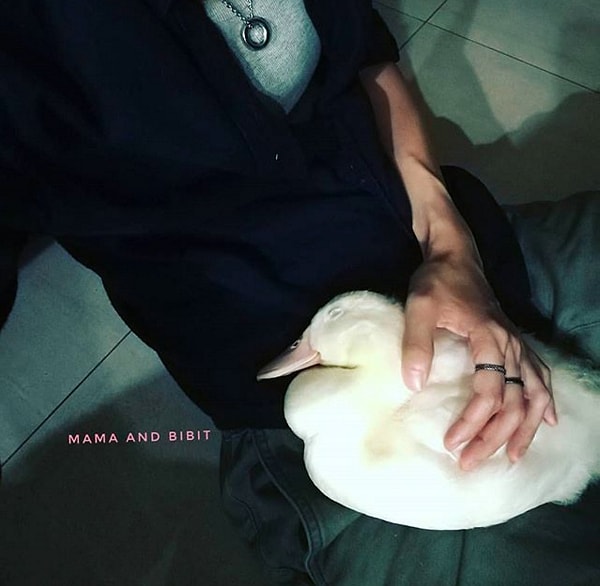 17. А еще Лим и Бибит любят просто сладко вздремнуть пару часиков.