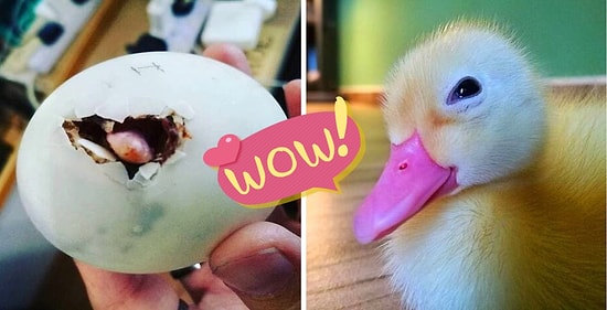 Женщина спасает яйцо-балют из ресторана и теперь у нее есть лучший друг-утка