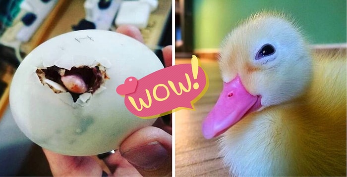 Женщина спасает яйцо-балют из ресторана и теперь у нее есть лучший друг-утка