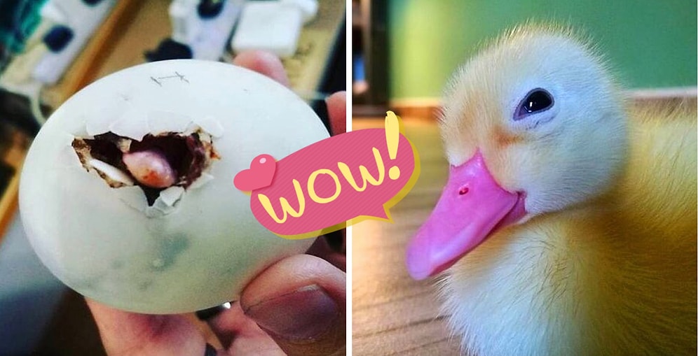 Женщина спасает яйцо-балют из ресторана и теперь у нее есть лучший друг-утка