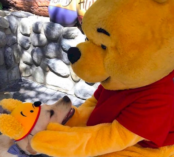 10. Кажется, у Винни-Пуха когнитивный диссонанс…