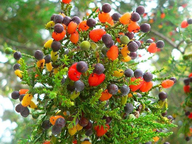 6. "Meyve Salatası" adlı bir ağaçta birden fazla tip meyve bulunur. Bu ağaç aşılama yoluyla üretilir.