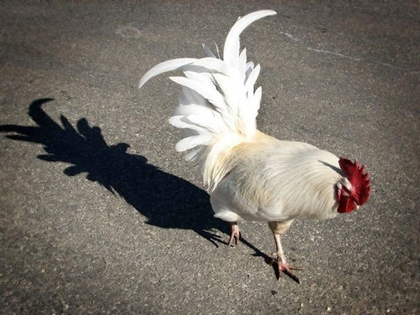 9. Петух-ананас