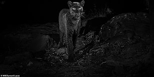 100 Yıl Aradan Sonra İlk Defa Kenya'da Görüldü! Son Derece Ender Bir Tür Olan Siyah Leoparın Muhteşem Fotoğrafları