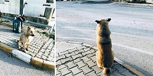 Kendisini Terk Eden Dostlarını 1 Yıldır Dolmuş Durağında Bekleyen 'Can' İsimli Köpek