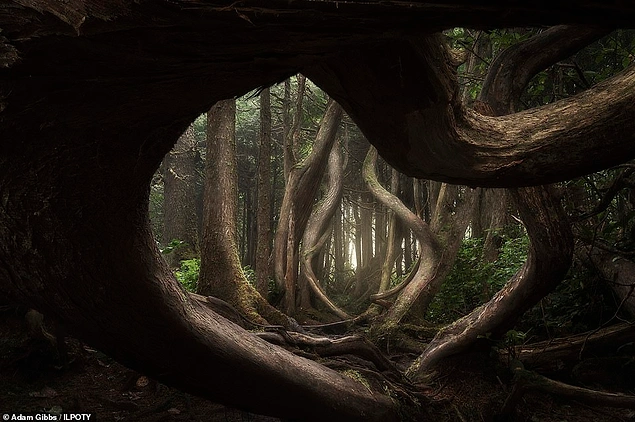 Bu fotoğraf ise "Yılın Manzara Fotoğrafçısı" unvanına layık görülen Adam Gibbs tarafından Vancouver Adası'nda çekilmiş.