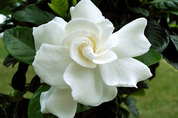 Вы пахнете, как цветок гардении!