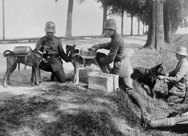 I. Dünya Savaşı sırasında mesaj taşıyan köpeklerden bir başka fotoğraf;