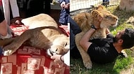 Filistin'de Bir Hayvanat Bahçesinde Ziyaretçilerle Oynasın Diye Pençeleri Cânice Kesilen Aslan