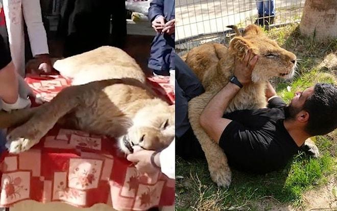 Filistin'de Bir Hayvanat Bahçesinde Ziyaretçilerle Oynasın Diye Pençeleri Cânice Kesilen Aslan
