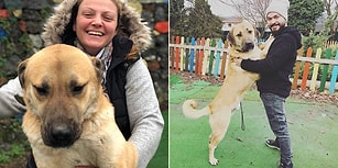Düştüğü Sondaj Kuyusundan 12 Gün Sonra Kurtarılan 'Kuyu Köpek' 2 Yaşında!