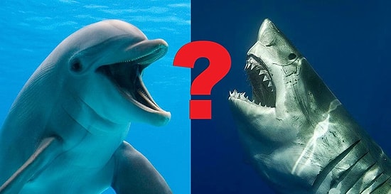 Тест: Кто вы - зубастая акула или добрый дельфин?