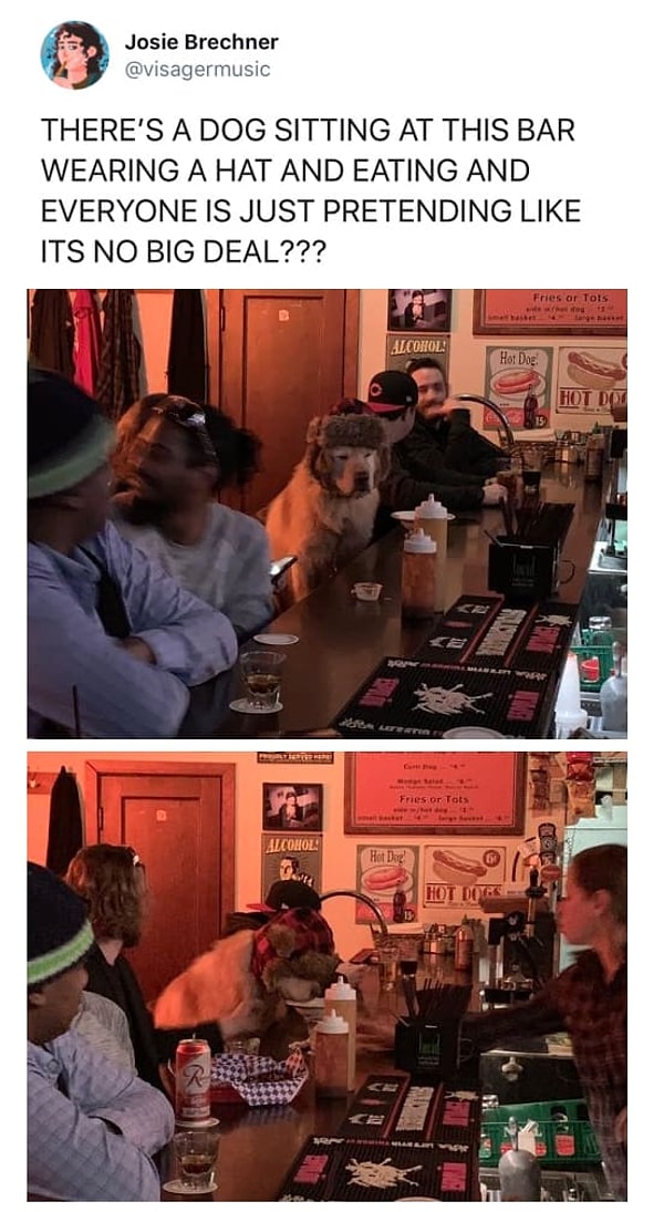 3. Иногда они ведут себя как мы!