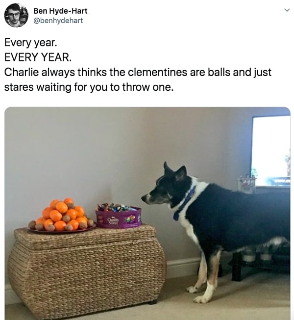 15. Собакам только дай повод поиграть, они полны энергии!