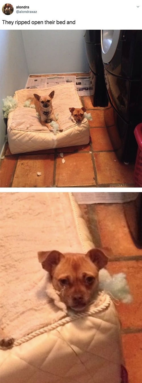 16. Собаки все любят делать по-своему.