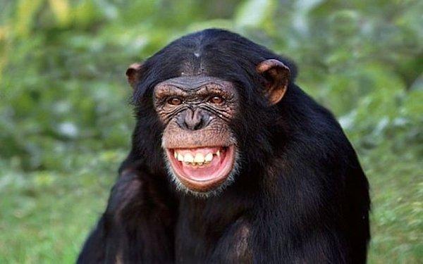 6. Bir şempanze uzun, sabit bir boruya sıkışan fıstığı, ağzında biriktirdiği suyu boruya aktararak çıkarabileceğini fark etmiştir.