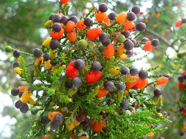 6. There is a tree, which bears more than one type of fruit called “The Fruit Salad Tree”. It is made through a method of reproduction called grafting.
