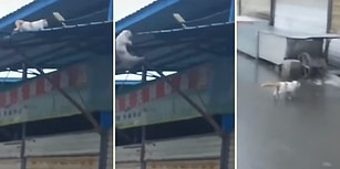 4 Ayak Üstüne Düşüp Hiçbir Şey Olmamış Gibi Yoluna Devam Eden Kedinin Aşırı Karizmatik Görüntüsü