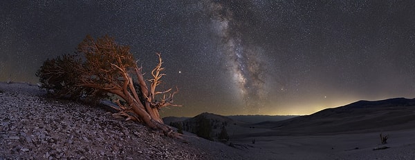 White Mountains, Kaliforniya, ABD