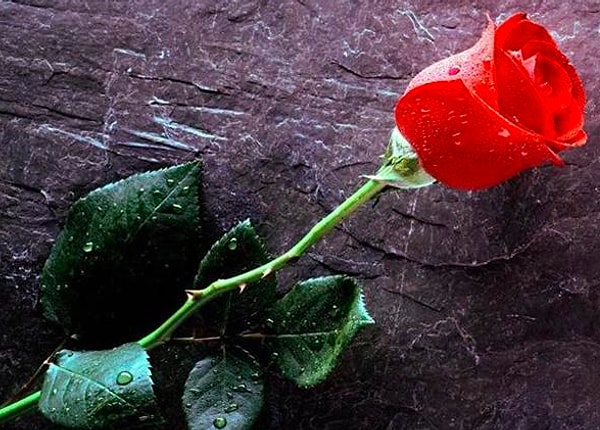 4. Символом какого Дома мод является такой цветок как роза?