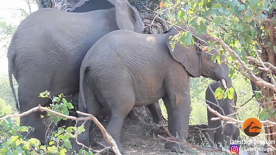 Yavrusunu Büyük Bir Şefkatle Uyandıran Anne Fil