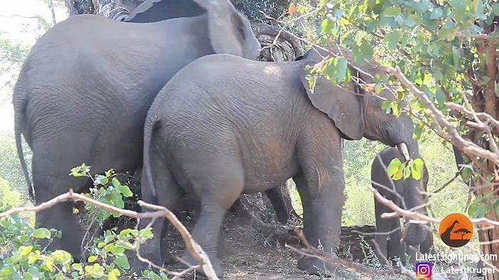 Yavrusunu Büyük Bir Şefkatle Uyandıran Anne Fil