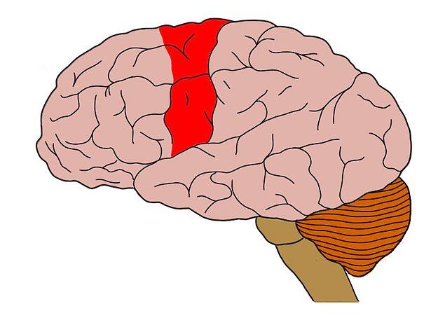 Eller için motor korteks üzerinde yer alan bölüm diğer organlara oranla fazlasıyla büyük.