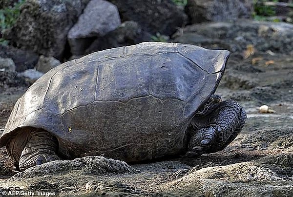 Animal Planet tarafından çekilecek belgesel için yapılan araştırma kapsamında bulunan dev kaplumbağaların, 112 yıl önce olan bir volkanik patlama ile nesillerinin tükendiği düşünülüyordu.