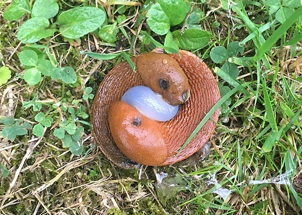 8. Что это за существа и что они делают?