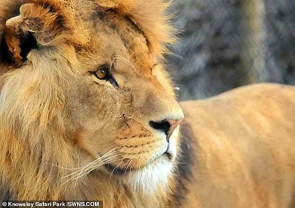 Knowsley Safari Park'ta yaşayan 7 yaşındaki Mojo, dişi aslanlar ile kavga etti ve ağır yaralandı.