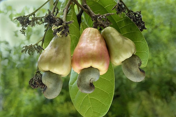 11. Что растет таким образом?