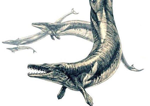 Basilosaurus Isis'in karın bölgesinde bir iskelet daha vardı.