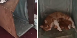 Atölyede Baktığı Kedi Doğum Yapınca Aşırı Mutlu Olan Adam