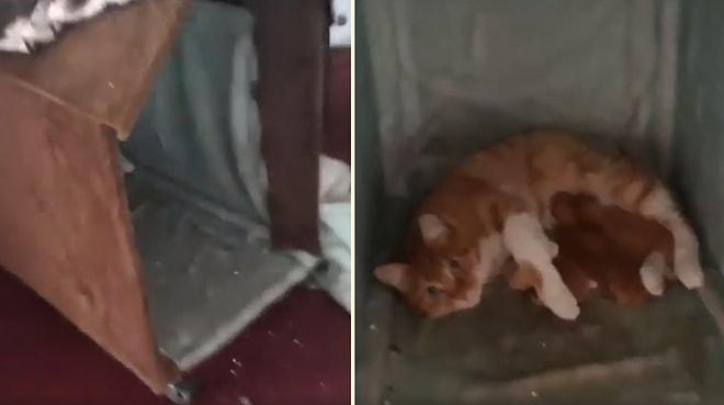 Atölyede Baktığı Kedi Doğum Yapınca Aşırı Mutlu Olan Adam