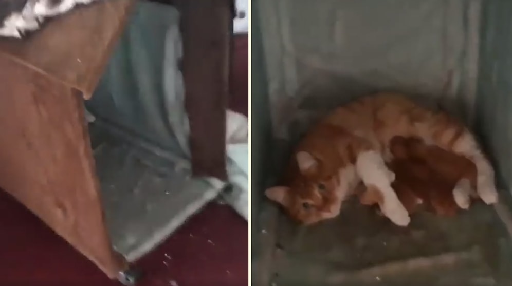 Atölyede Baktığı Kedi Doğum Yapınca Aşırı Mutlu Olan Adam