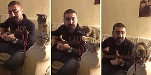 İnsan Dostu Bağlama Çalıp Türkü Söylerken Yaptığı Hareketlerle Sevimlilik Patlaması Yaşayan Kedi