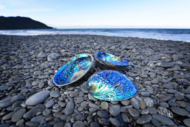 3. Paua , okyanusun en güzel canlısı