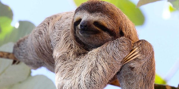 На подсознательном уровне вы полный лентяй!