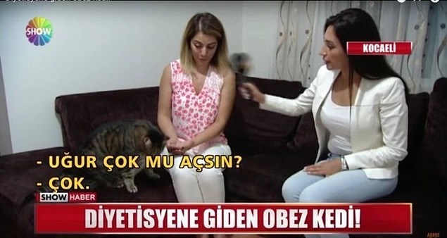Çook çook.