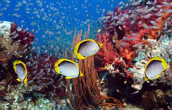 5. Какое море считается самым глубоким в мире?