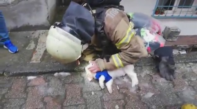 15 Temmuz Mahallesi'nde 4 katlı bir binanın 1'inci katında dün henüz bilinmeyen bir nedenle çıkan yangında içeride bulunan bir köpek dumandan etkilendi.