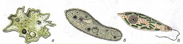 2. Чем отличаются простейшие от других живых организмов?