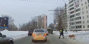 Polisin Yardımıyla Karşıdan Karşıya Geçen Köpeğin Neden Karşıya Geçmeye Çalıştığını Öğrendiğinizde Gözlerinizden Kalpler Fışkıracak!
