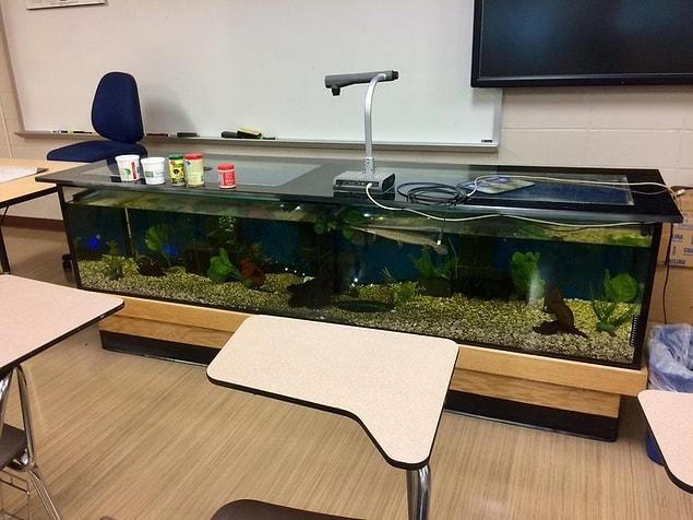 19. "My science teacher’s desk is a fish tank.”