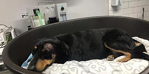 Hayvana Yönelik Şiddette Bugün: Havlama Sesinden Rahatsız Olduğu Köpeği Başından Vurdu!