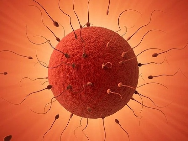 5. Самая большая клетка в человеческом организме - это...